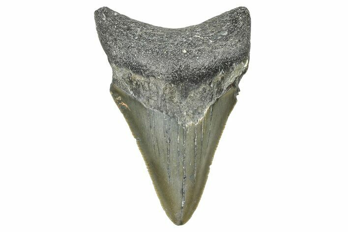 Serrated, Juvenile Megalodon Tooth - North Carolina #371536